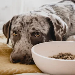 Outlet District 70 Hundenapf Bamboo L beige D 21 H 6,3 cm 1600 ml Futternäpfe & Trinknäpfe|Futternäpfe & Trinknäpfe