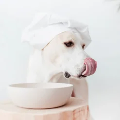 Outlet District 70 Hundenapf Bamboo L beige D 21 H 6,3 cm 1600 ml Futternäpfe & Trinknäpfe|Futternäpfe & Trinknäpfe