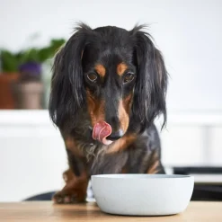 Online District 70 Hundenapf Bamboo S beige D 14 H 5,2 cm 570 ml Futternäpfe & Trinknäpfe|Futternäpfe & Trinknäpfe