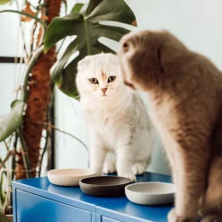 Hot District 70 Katzennapf Bamboo XS beige D 12 H 2,8 cm Futternäpfe & Trinknäpfe|Futternäpfe & Trinknäpfe