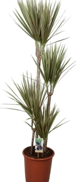 Online Drachenbaum (Dracaena marginata) D 27 H 170 cm Luftreinigende Pflanzen|Große Pflanzen