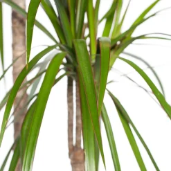 Online Drachenbaum (Dracaena marginata) D 27 H 170 cm Luftreinigende Pflanzen|Große Pflanzen
