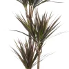 Discount Drachenbaum (Dracaena marginata 'Magenta') D 21 cm H 120 cm Für Schatten|Luftreinigende Pflanzen