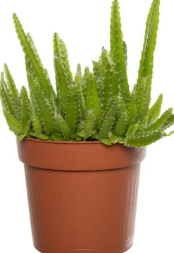 Outlet Drachenfrucht (Hylocereus undatus) D 10,5 H 20 cm Kleine Zimmerpflanzen|Für Sonne