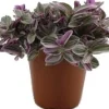 Dreimasterblume (Tradescantia 'Sweetness') D 10,5 H 20 cm Kleine Zimmerpflanzen|Grünpflanzen