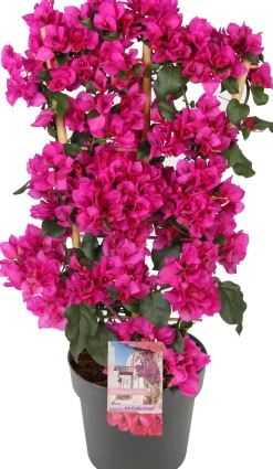 Clearance Drillingsblume (Bougainvillea glabra 'Sanderiana') D 21 H 70 cm Kletterpflanzen|Blühende Pflanzen