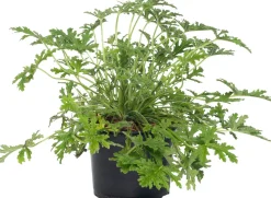 Duftgeranie (Pelargonium graveolens 'Mosquito fighter') D 12 H 20 cm Mehrjährige Pflanzen