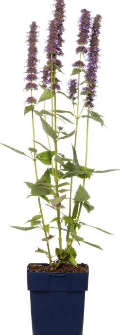 Sale Duftnessel (Agastache 'Blue Fortune') D 11 H 10 cm Blühende Pflanzen|Mehrjährige Pflanzen