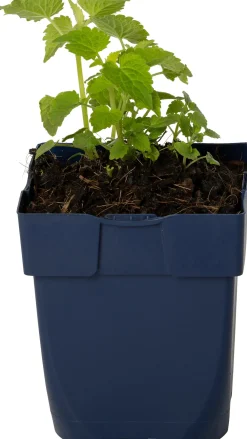 Clearance Duftnessel (Agastache Rugosa 'Alabaster') D 11 H 20 cm Blühende Pflanzen|Mehrjährige Pflanzen