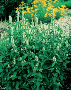 Clearance Duftnessel (Agastache Rugosa 'Alabaster') D 11 H 20 cm Blühende Pflanzen|Mehrjährige Pflanzen