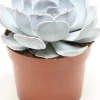 Echeverie (Echeveria 'Lilacina') D 12 H 15 cm Für Sonne|Kakteen & Sukkulenten