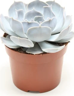 Echeverie (Echeveria 'Lilacina') D 12 H 15 cm Für Sonne|Kakteen & Sukkulenten