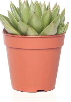 Clearance Echeverie (Echeveria 'Miranda') D 12 H 14 cm Kleine Zimmerpflanzen|Für Sonne