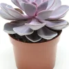 Echeverie (Echeveria 'Purple Pearl') D 12 H 15 cm Kleine Zimmerpflanzen|Kakteen & Sukkulenten
