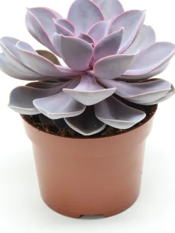 Echeverie (Echeveria 'Purple Pearl') D 12 H 15 cm Kleine Zimmerpflanzen|Kakteen & Sukkulenten