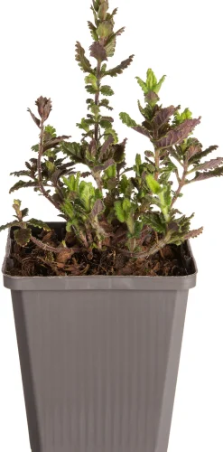 Outlet Edel-Gamander (Teucrium chamaedrys) D 9 H 5 cm Mehrjährige Pflanzen