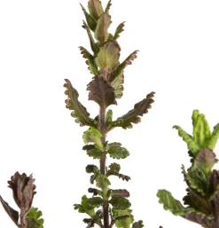 Outlet Edel-Gamander (Teucrium chamaedrys) D 9 H 5 cm Mehrjährige Pflanzen