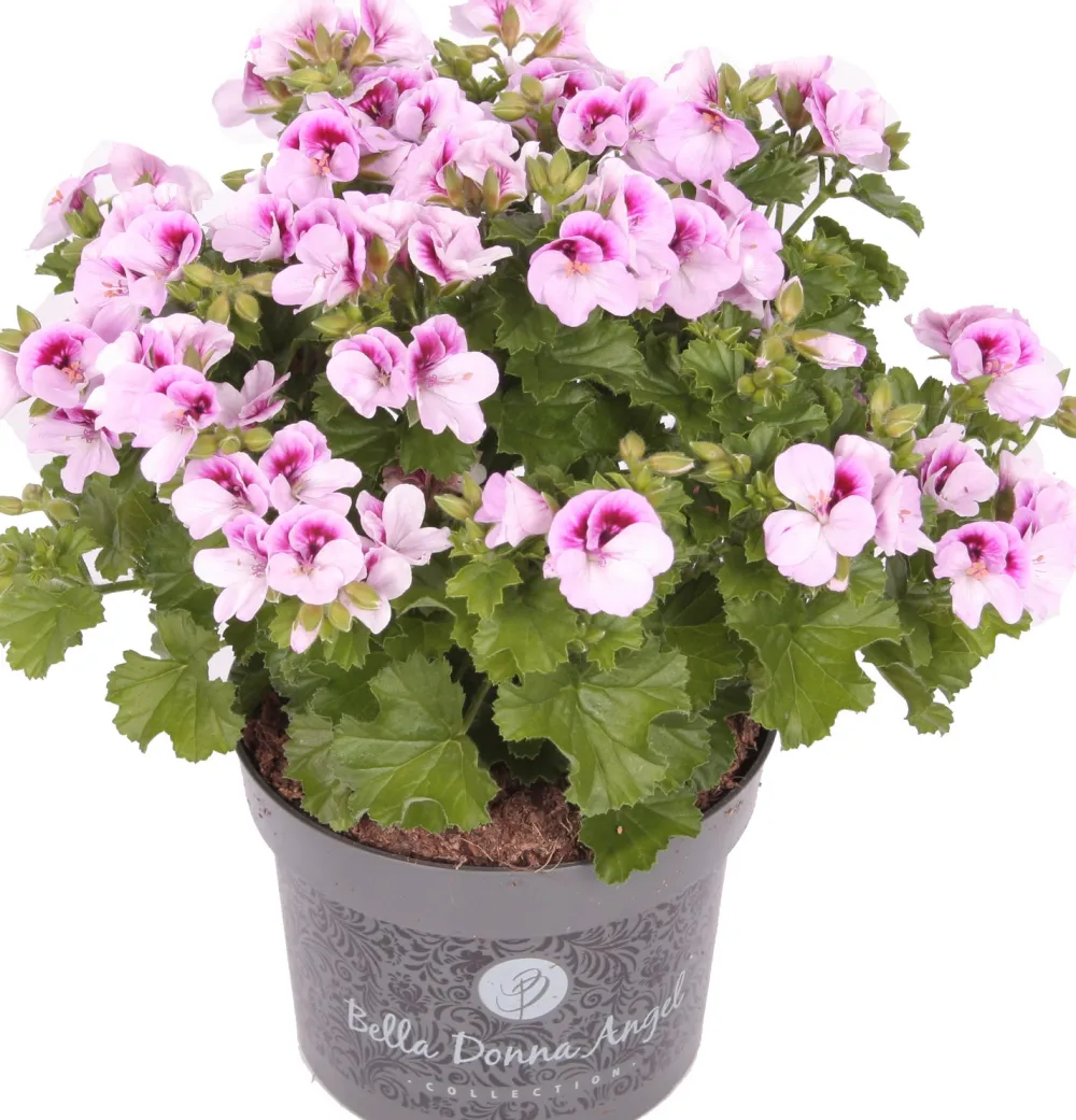 New Edelgeranie (Pelargonium grandiflorum 'Angel') D 12 H 15 cm Blühende Pflanzen|Einjährige Pflanzen