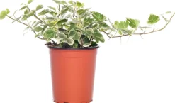 Best Efeu (Hedera helix 'White Wonder') D 9 H 10 cm Kleine Zimmerpflanzen|Für Schatten