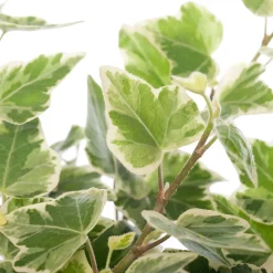 Best Efeu (Hedera helix 'White Wonder') D 9 H 10 cm Kleine Zimmerpflanzen|Für Schatten