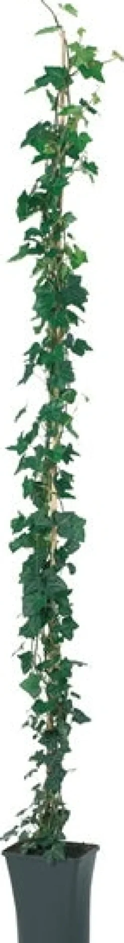 Outlet Efeu (Hedera hibernica) D 23 H 210 cm Kletterpflanzen|Immergrüne Pflanzen