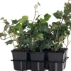 Best Efeu (Hedera hibernica) D 9 H 10 cm 6 Pflanzen Kletterpflanzen|Immergrüne Pflanzen