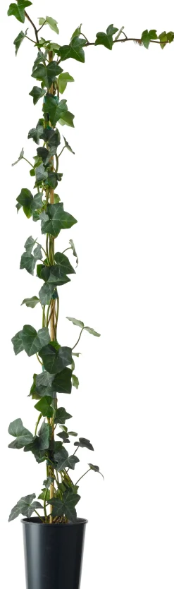 Best Efeu (Hedera hibernica) D 11 H 90 cm Kletterpflanzen|Immergrüne Pflanzen