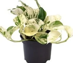 Sale Efeutute (Epipremnum pinnatum 'Happy Leaf') D 12 H 15 cm Kleine Zimmerpflanzen|Grünpflanzen