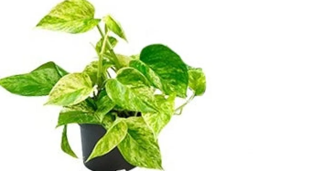 Clearance Efeutute (Epipremnum pinnatum 'Marble Queen') D 12 H 15 cm Kleine Zimmerpflanzen|Grünpflanzen