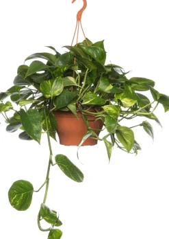 Clearance Efeutute im Hängetopf (Epipremnum 'Aureum') D 19 H 40 cm Grünpflanzen|Efeutute
