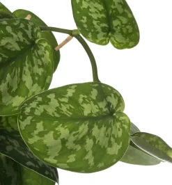 Sale Efeutute mit Moosstab (Epipremnum pictus 'Trebie') D 27 H 150 cm Große Pflanzen|Grünpflanzen