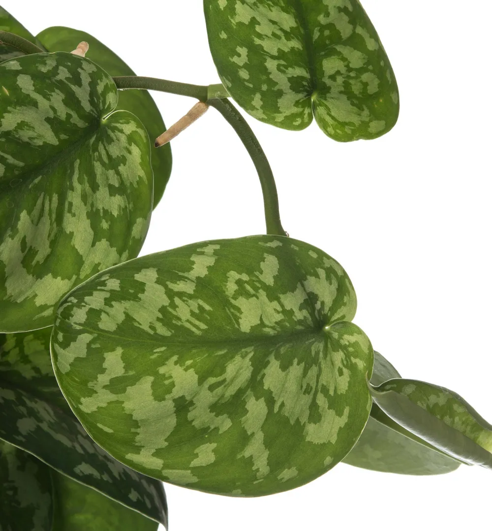 Sale Efeutute mit Moosstab (Epipremnum pictus 'Trebie') D 27 H 150 cm Große Pflanzen|Grünpflanzen