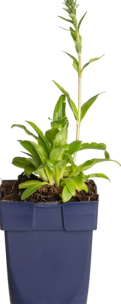 Hot Ehrenpreis (Veronica gentianoides) D 11 H 20 cm Mehrjährige Pflanzen|Ehrenpreis