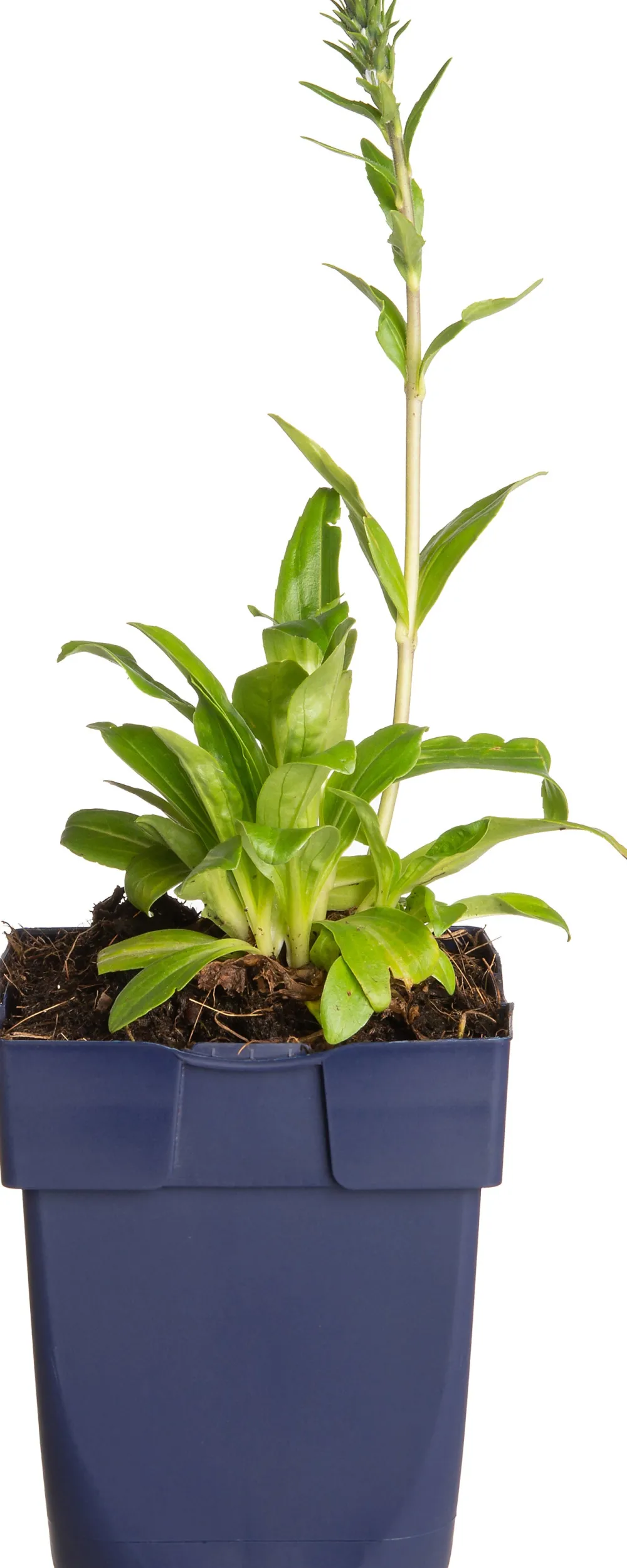 Hot Ehrenpreis (Veronica gentianoides) D 11 H 20 cm Mehrjährige Pflanzen|Ehrenpreis