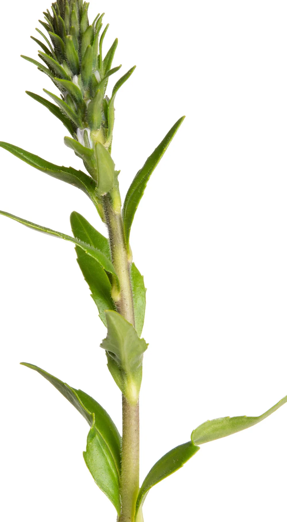 Hot Ehrenpreis (Veronica gentianoides) D 11 H 20 cm Mehrjährige Pflanzen|Ehrenpreis