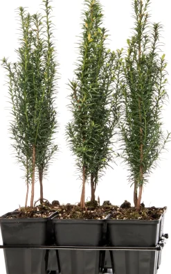 Eibe (Taxus baccata) Heckenpflanzen|Immergrüne Pflanzen