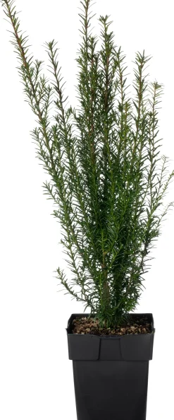 Discount Eibe (Taxus baccata) D 17 H 50 cm Heckenpflanzen|Immergrüne Pflanzen