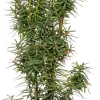 New Eibe (Taxus baccata David) Heckenpflanzen|Immergrüne Pflanzen