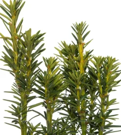 New Eibe (Taxus baccata David) Heckenpflanzen|Immergrüne Pflanzen