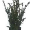 Sale Eibenbaum (Taxus media 'Groenland') D 17 H 60 cm Heckenpflanzen|Immergrüne Pflanzen