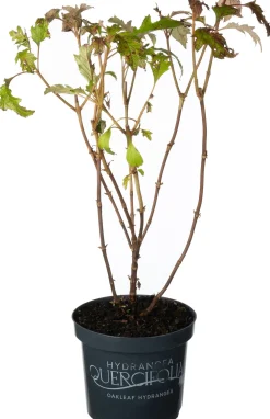 Eichenblatthortensie (Hydrangea quercifolium 'Burgundy') D 19 H 40 cm Hortensien|Blühende Pflanzen