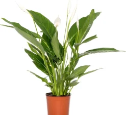 Clearance Einblatt (Spathiphyllum 'Bingo Cupido') D 17 cm H 65 cm Luftreinigende Pflanzen|Blühende Zimmerpflanzen