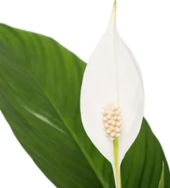 Clearance Einblatt (Spathiphyllum 'Bingo Cupido') D 17 cm H 65 cm Luftreinigende Pflanzen|Blühende Zimmerpflanzen