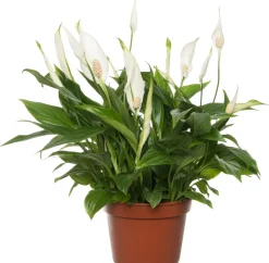 Outlet Einblatt (Spathiphyllum 'Pearl') D 15 cm H 35 cm Blühende Zimmerpflanzen|Einblatt