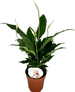 New Einblatt (Spathiphyllum 'Sweet Chico') D 13 cm H 55 cm Blühende Zimmerpflanzen|Einblatt