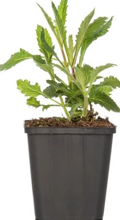 Hot Eisenkraut (Verbena bonariensis) D 9 H 5 cm Mehrjährige Pflanzen|Eisenkraut