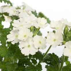 Outlet Eisenkraut (Verbena) D 10,5 H 20 cm Blühende Pflanzen|Mehrjährige Pflanzen