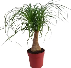 Discount Elefantenfuß (Beaucarnea 'Maya Palm') D 19 cm H 60 cm Grünpflanzen|Elefantenfuß