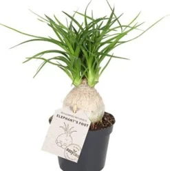 Best Elefantenfuß (Beaucarnea recurvata 'Nolina') D 6 H 15 cm Kleine Zimmerpflanzen|Grünpflanzen