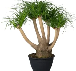 Online Elefantenfuß (Beaucarnea recurvata) D 30 H 120 cm Große Pflanzen|Grünpflanzen